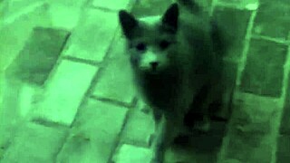 ditto newjeans side a