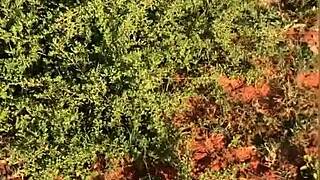 homemade compilation of various scenes