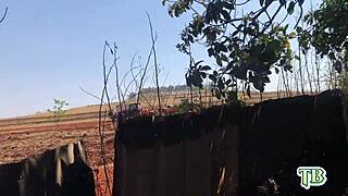 Brazilian Wife With Cane Harvesters