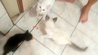 sarah rosa prepares sexy mousse de mamão in kitchen