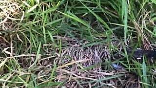 I called him onto the property and we fucked wildly in the woods