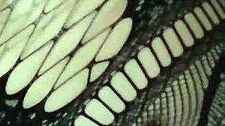 Why don't you watch me masturbate my wet pussy in Cancun??