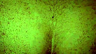 fat latina bbw bent over fucked doggystyle mouth full of cum