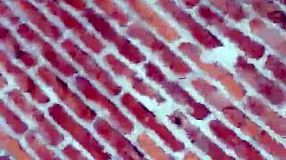 Exhibitionist slut bends over everywhere begging for anal assfucking in public spots