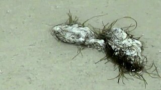 is it hairy mature bbw beaver or shaved juicy cunt vote as she soaps fat thighs in shower