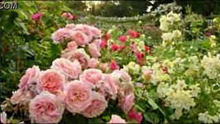 Bangla Wife Fucked by Friend in Romantic Group