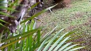 Handyman spies on busty blonde wife masturbating solo by the riverbank