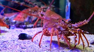 young busty cleaning girl spied by victor bloom squirts hard from sneaky fuck