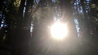 giant sequoias hide our public pov pounding session