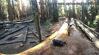 giant sequoias hide our public pov pounding session